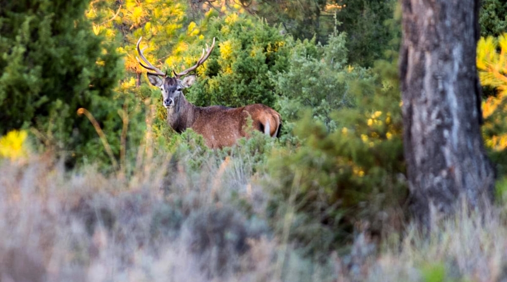 ACTIVIDADES GRATUITAS EN LA SERRANÍA DE CUENCA