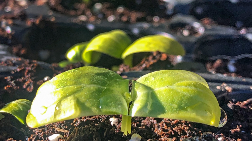 PREMIOS DE EXCELENCIA A LA INNOVACIÓN PARA MUJERES RURALES