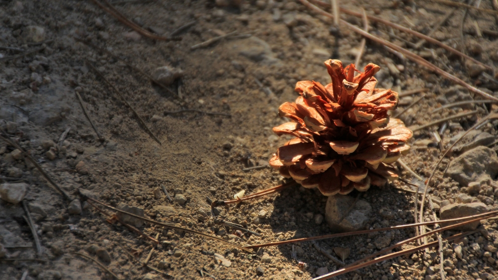 AYUDAS PARA PROYECTOS EN LA SERRANÍA DE CUENCA