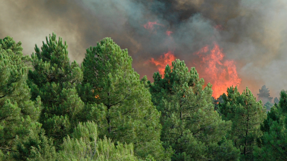 Te necesitamos para evitar incendios forestales 