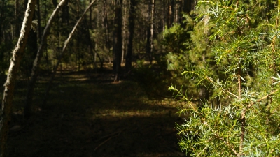 Carretera tragacete Masegosa_