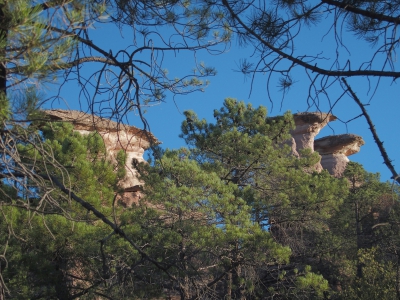 Corbeteras. Pajaroncillo