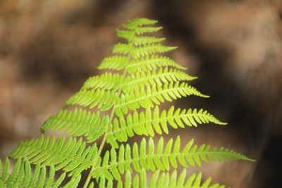 Valdemoro de la Sierra. Pozo Batanero_