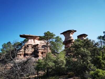 Corbeteras. Pajaroncillo__