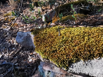 Miradores. Corbeteras. Pajaroncillo__