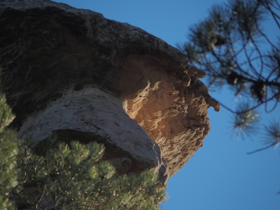 Corbeteras. Pajaroncillo