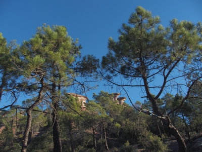 Corbeteras. Pajaroncillo