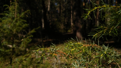 Carretera tragacete Masegosa_