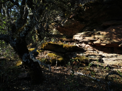 Miradores. Corbeteras. Pajaroncillo__