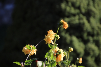 Puente de Vadillos. Cañizares_