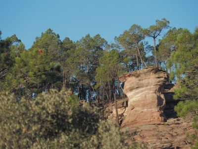 Corbeteras. Pajaroncillo