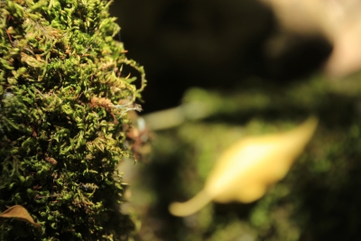 Los Casares. Valdemoro de la Sierra_ Los Casares. Valdemoro de la Sierra_