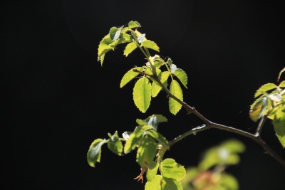 Nacimiento del Rio Cuervo. Cuenca_