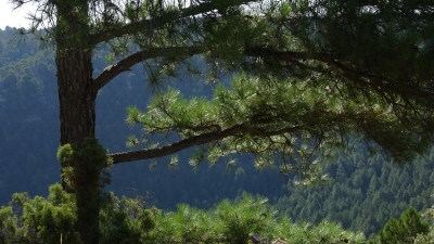 Entre Herreria y Carrascosa