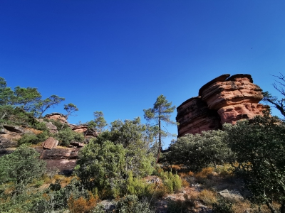 Corbeteras. Pajaroncillo__