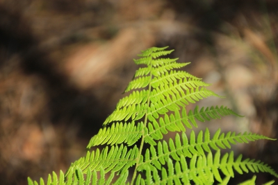 Valdemoro de la Sierra. Pozo Batanero_