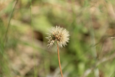 Nacimiento del Rio Cuervo. Cuenca_