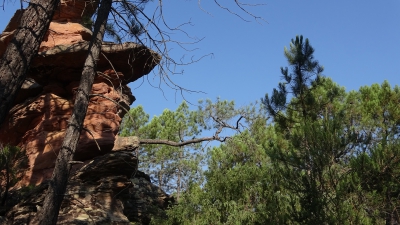 Corbeteras. Pajaroncillo