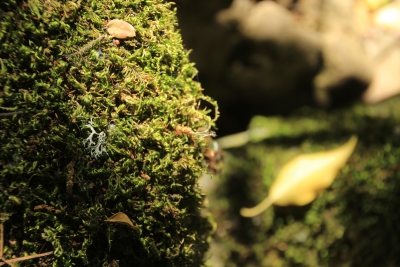 Los Casares. Valdemoro de la Sierra_ Los Casares. Valdemoro de la Sierra_