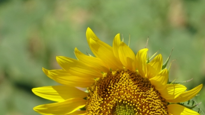 Collados. Sotorribas_