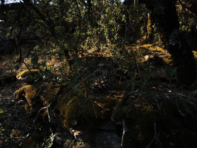 Miradores. Corbeteras. Pajaroncillo__