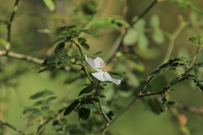 Nacimiento del Rio Cuervo. Cuenca_