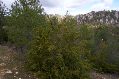 Estrecho de Arroyo Frio. Cuenca