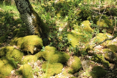 Los Casares. Valdemoro de la Sierra_ Los Casares. Valdemoro de la Sierra_