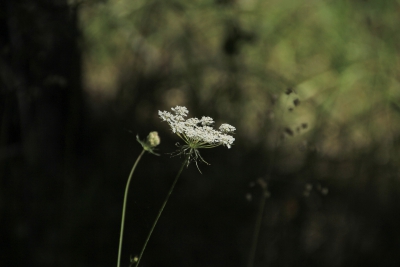 Nacimiento del Rio Cuervo. Cuenca_