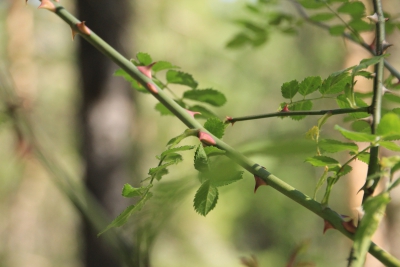 Nacimiento del Rio Cuervo. Cuenca_