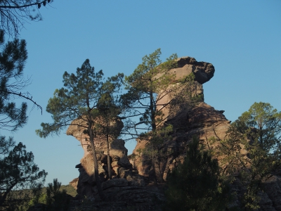 Corbeteras. Pajaroncillo