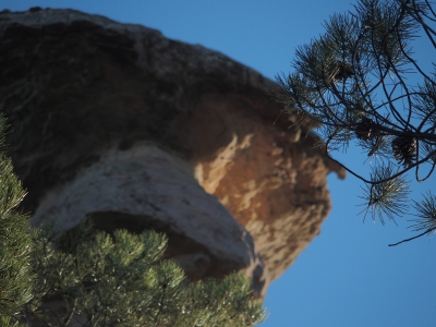 Corbeteras. Pajaroncillo