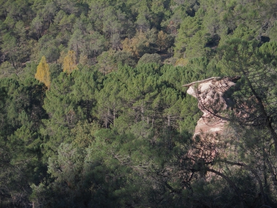 Corbeteras. Pajaroncillo