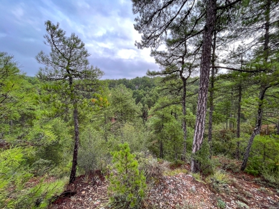 Las Torcas. Cuenca.- Las Torcas. Cuenca.-