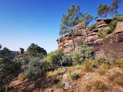 Miradores. Corbeteras. Pajaroncillo__