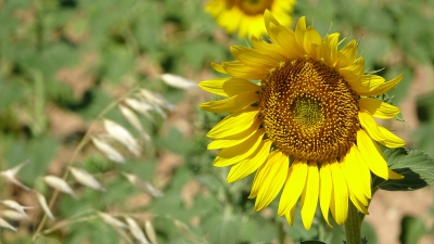 Collados. Sotorribas_