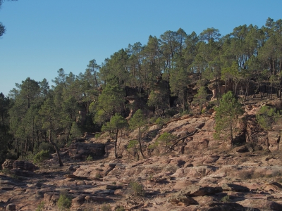 Corbeteras. Pajaroncillo