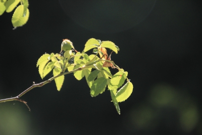 Nacimiento del Rio Cuervo. Cuenca_