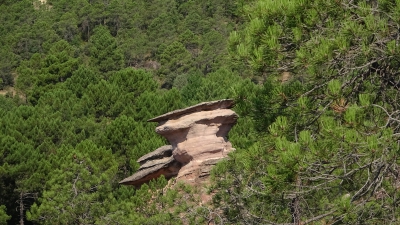 Corbeteras. Pajaroncillo