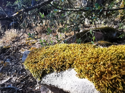 Miradores. Corbeteras. Pajaroncillo__