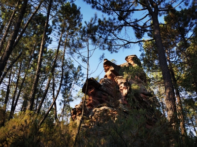 Corbeteras. Pajaroncillo__