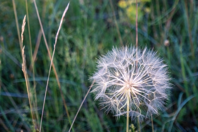 Hoz de Beteta. Beteta.-