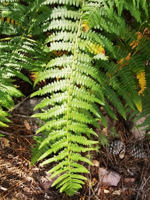 Villar del Humo. Selva Pascuala__