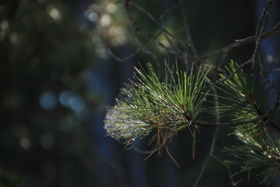 Escaleron.Uña-Editar