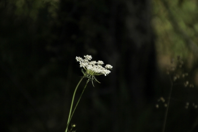 Nacimiento del Rio Cuervo. Cuenca_