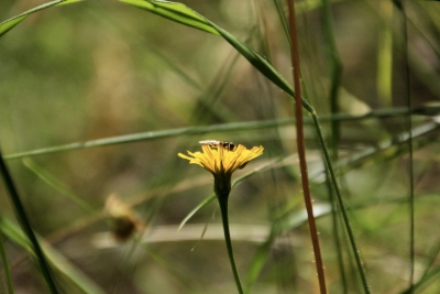Nacimiento del Rio Cuervo. Cuenca_