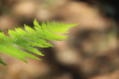 Valdemoro de la Sierra. Pozo Batanero_
