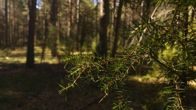 Carretera tragacete Masegosa_