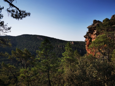 Miradores. Corbeteras. Pajaroncillo__