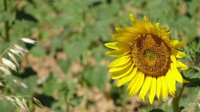 Collados. Sotorribas_